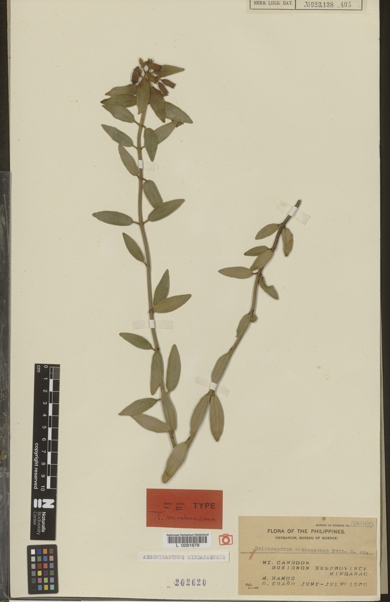 Aeschynanthus mindanaensis photo 2
