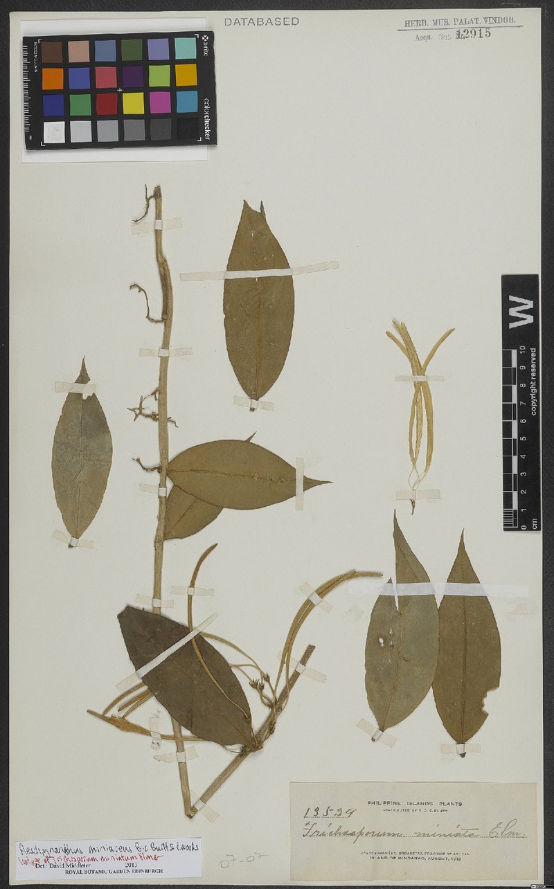 Aeschynanthus miniaceus