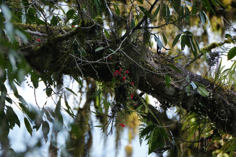Aeschynanthus monetaria photo 2