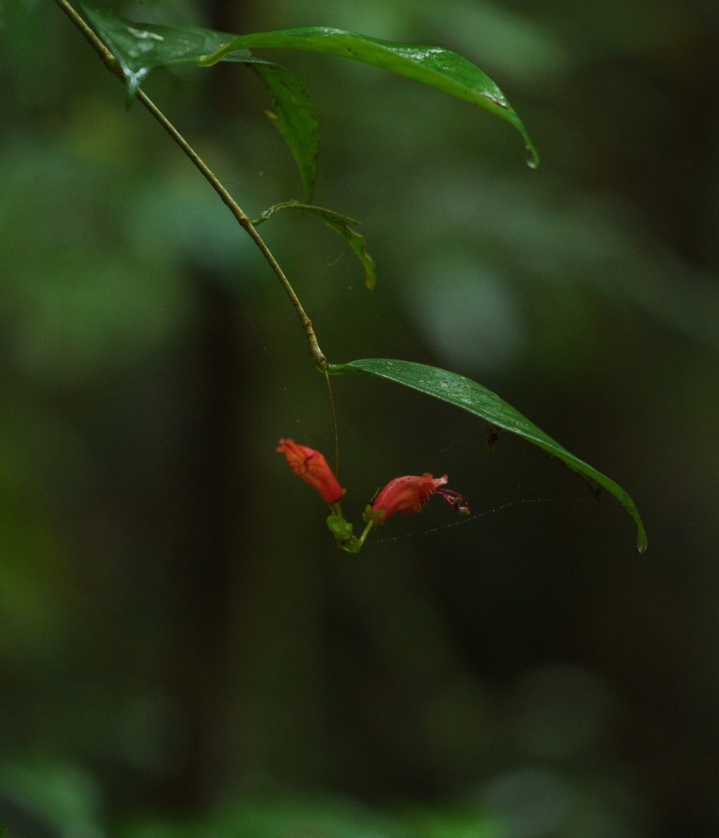 Aeschynanthus moningerae
