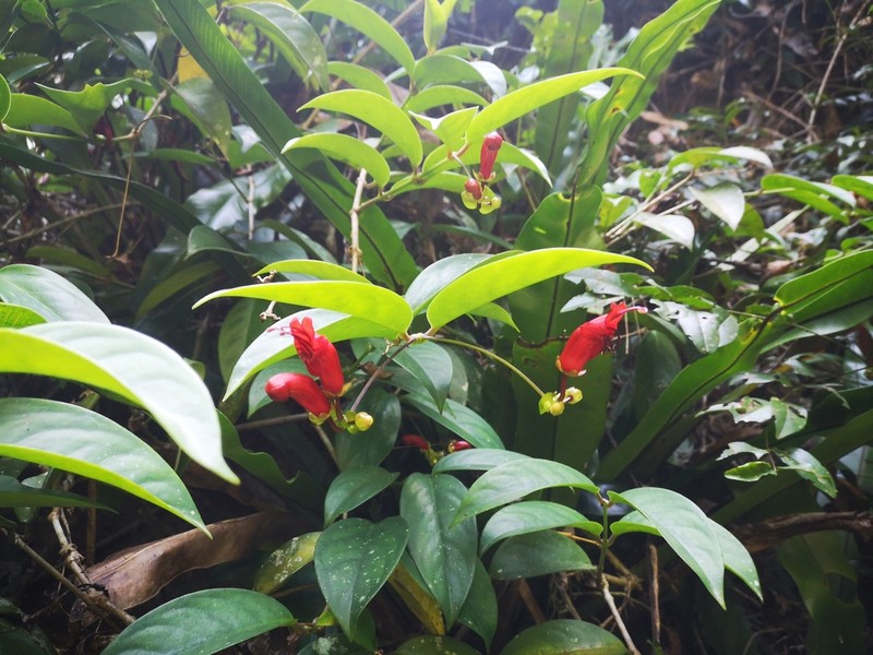 Aeschynanthus moningerae photo 2