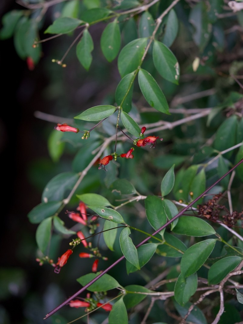 Aeschynanthus moningerae photo 3