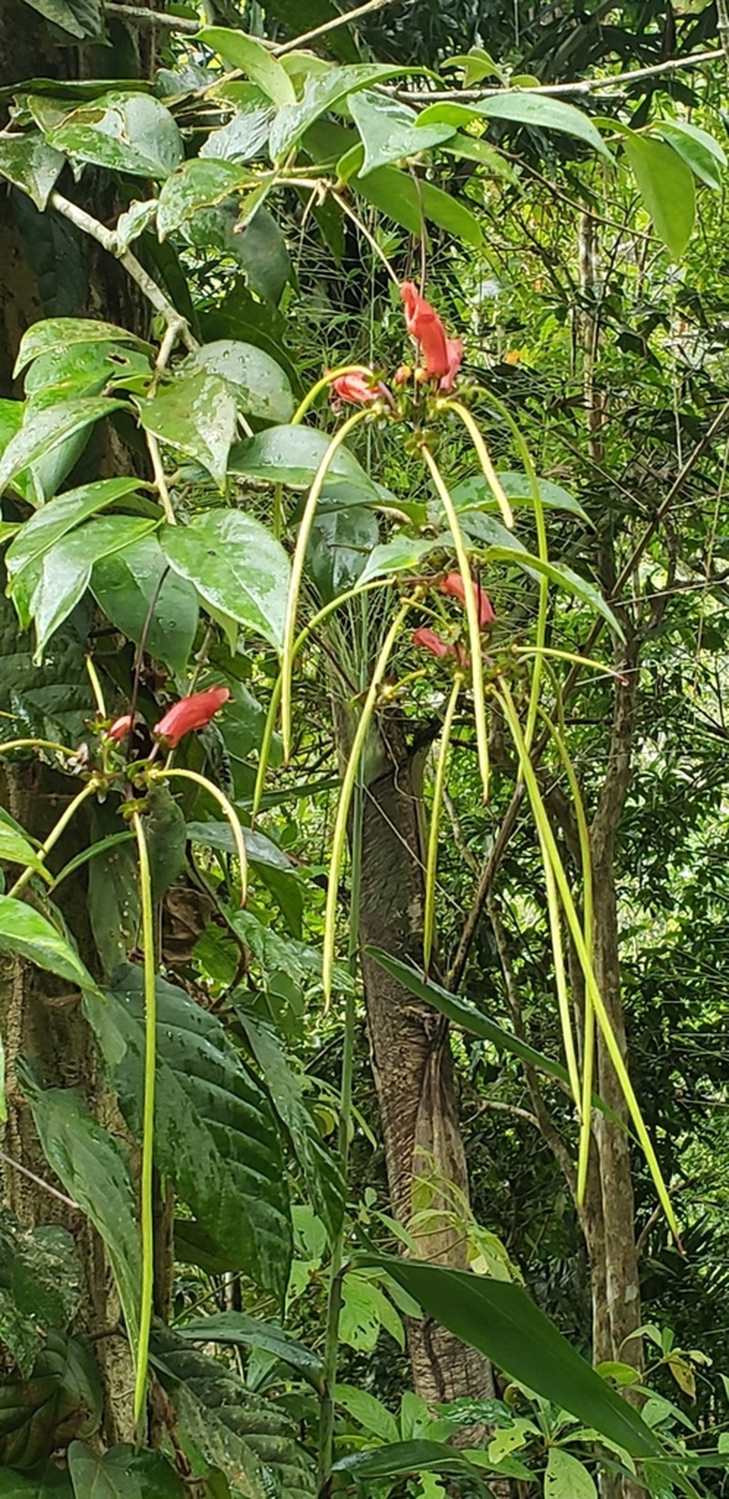Aeschynanthus moningerae photo 4