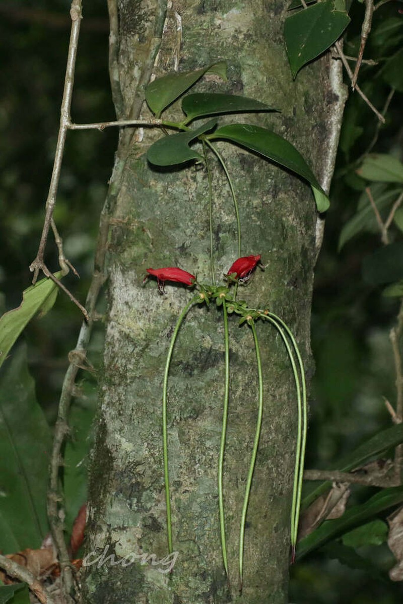 Aeschynanthus moningerae photo 5