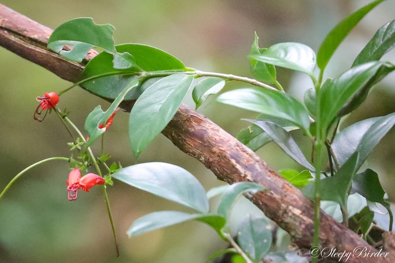 Aeschynanthus moningerae photo 6