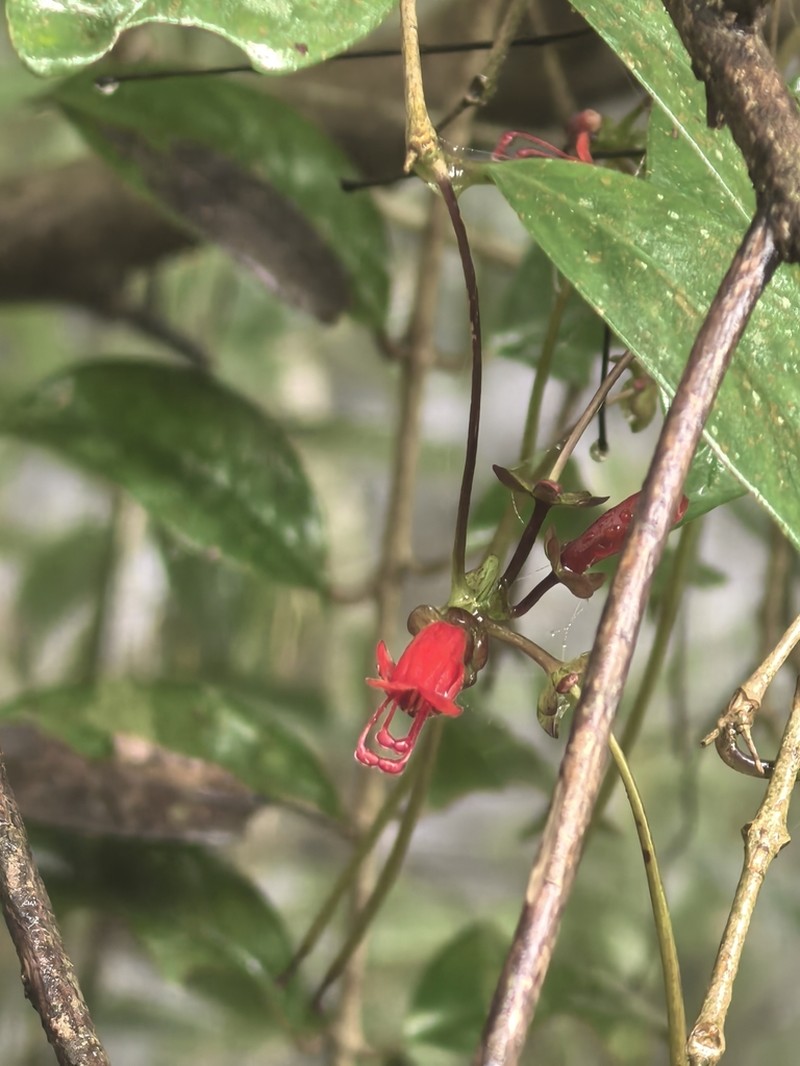 Aeschynanthus moningerae photo 7