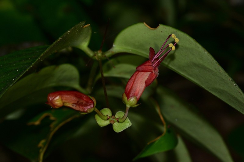 Aeschynanthus moningerae photo 8