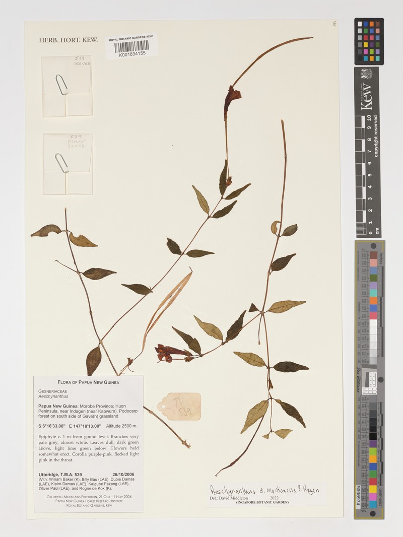 Aeschynanthus montisucris