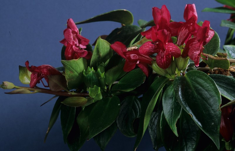 Aeschynanthus musaensis