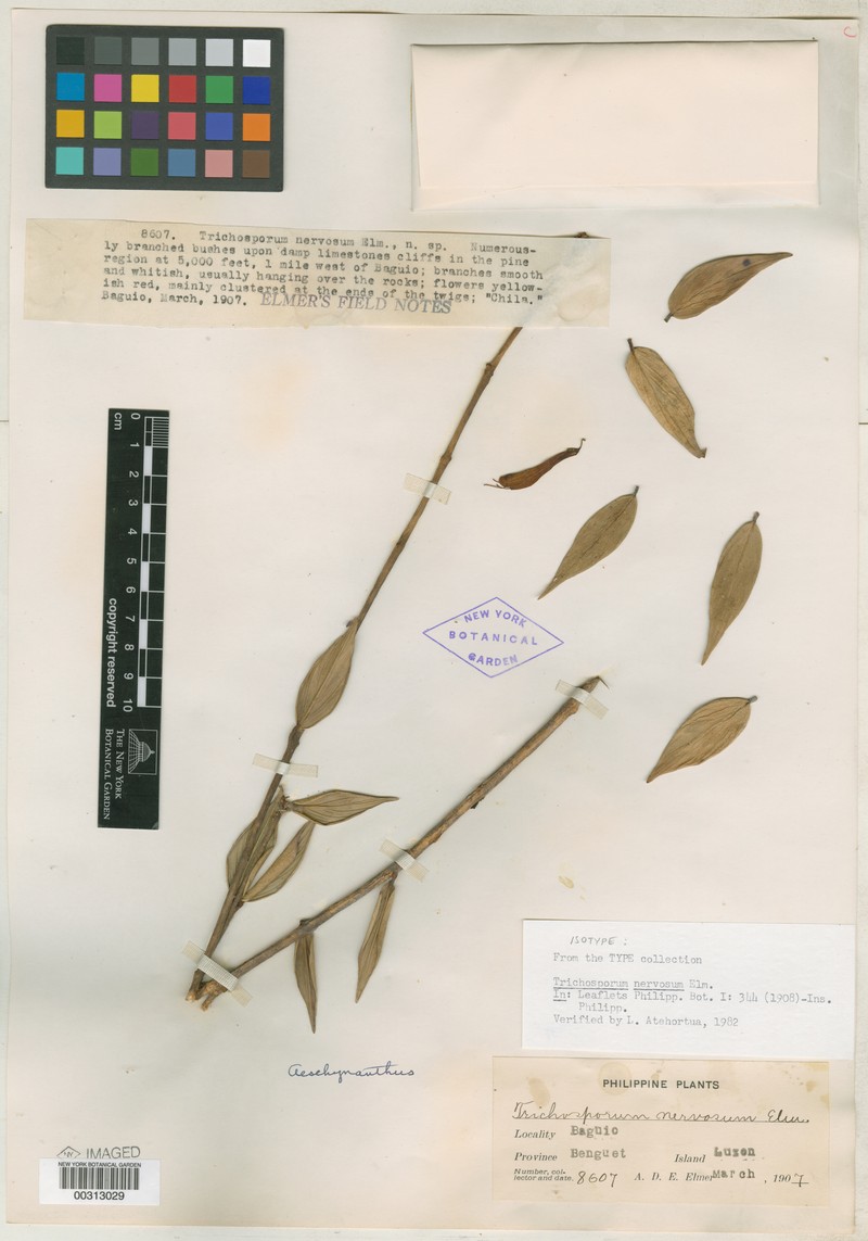 Aeschynanthus nervosus