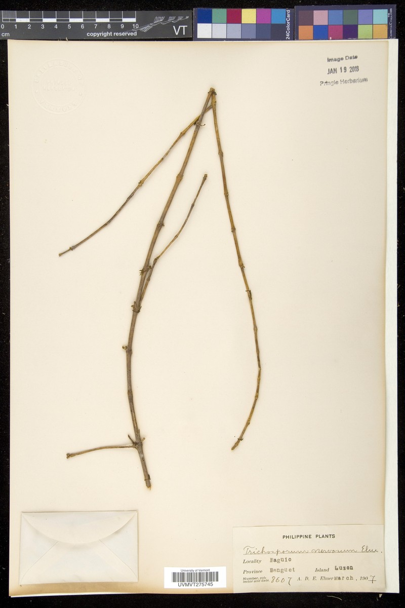 Aeschynanthus nervosus photo 2