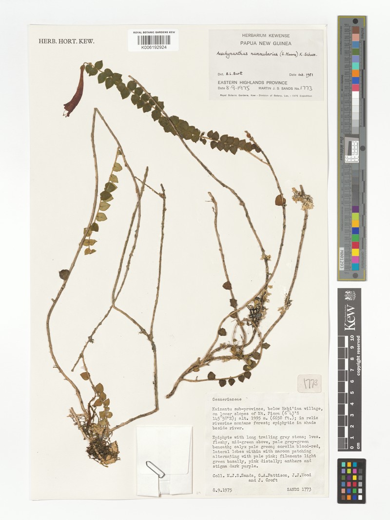 Aeschynanthus nummularius