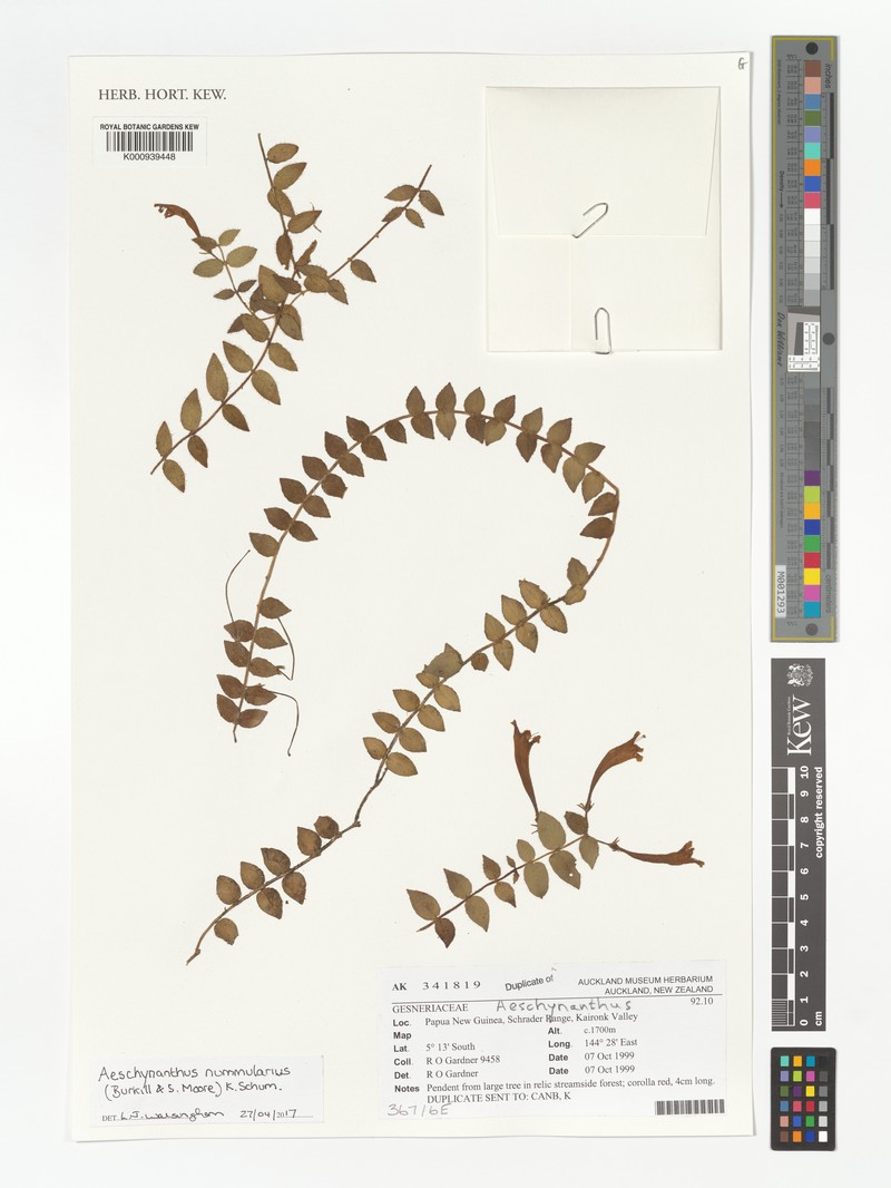 Aeschynanthus nummularius photo 2