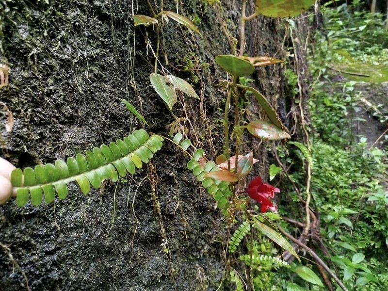 Aeschynanthus obconicus