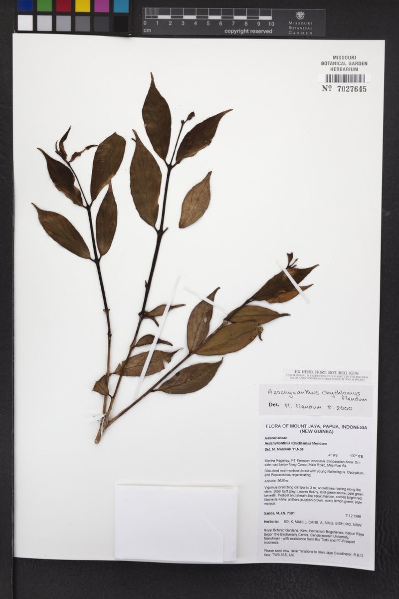 Aeschynanthus oxychlamys