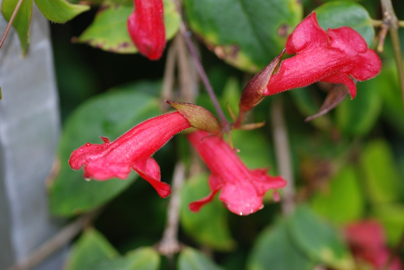 Aeschynanthus oxychlamys photo 2