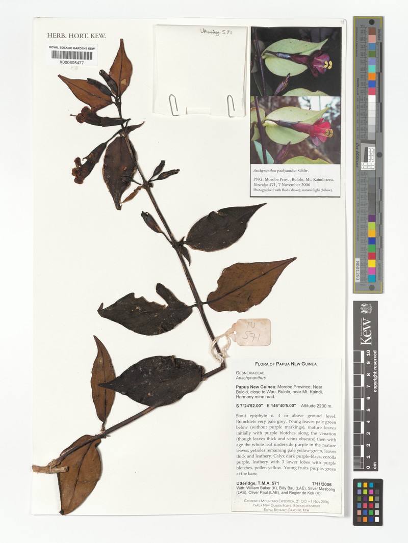Aeschynanthus pachyanthus