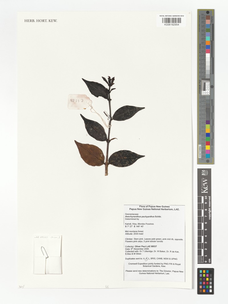 Aeschynanthus pachyanthus photo 2