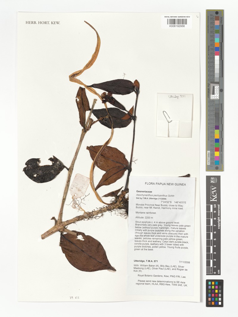 Aeschynanthus pachyanthus photo 3