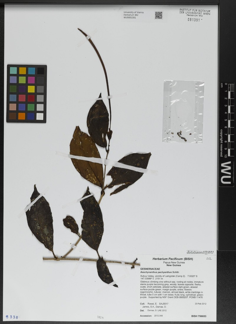 Aeschynanthus pachyanthus photo 4