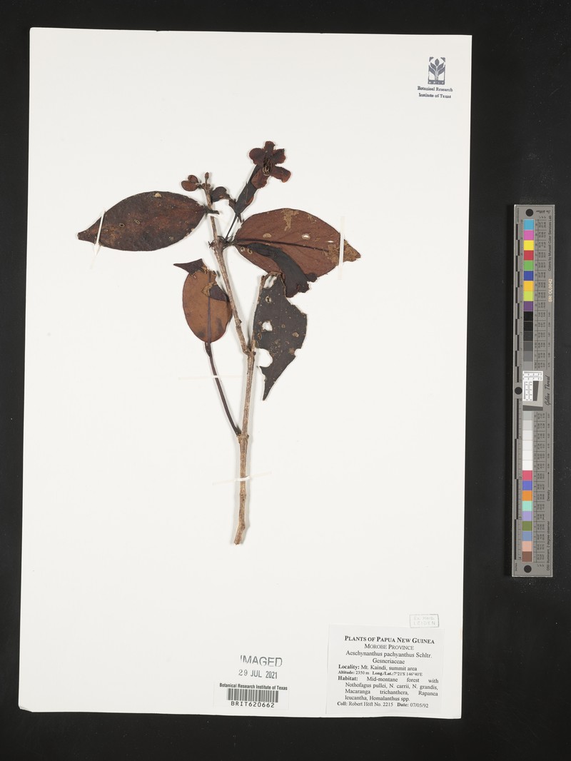 Aeschynanthus pachyanthus photo 6