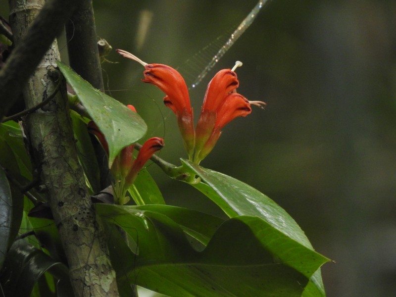 Aeschynanthus parasiticus