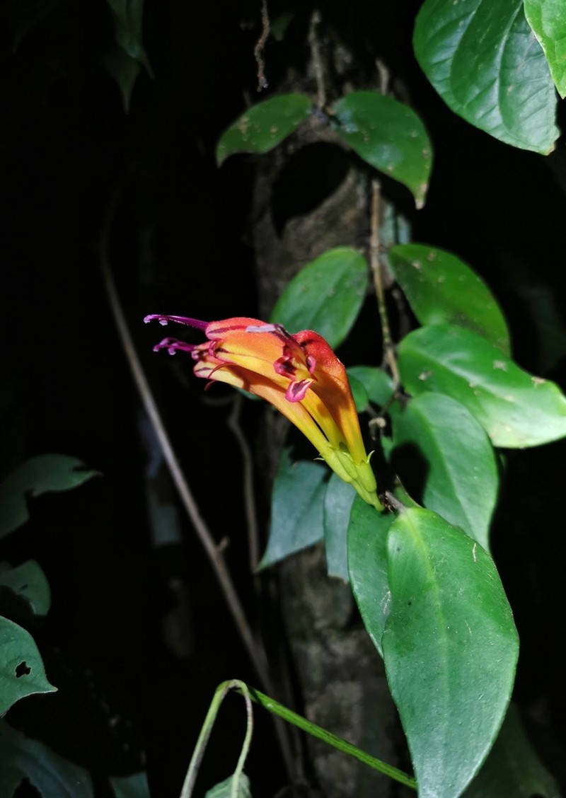 Aeschynanthus parasiticus photo 2