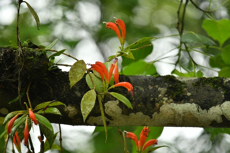 Aeschynanthus parasiticus photo 3
