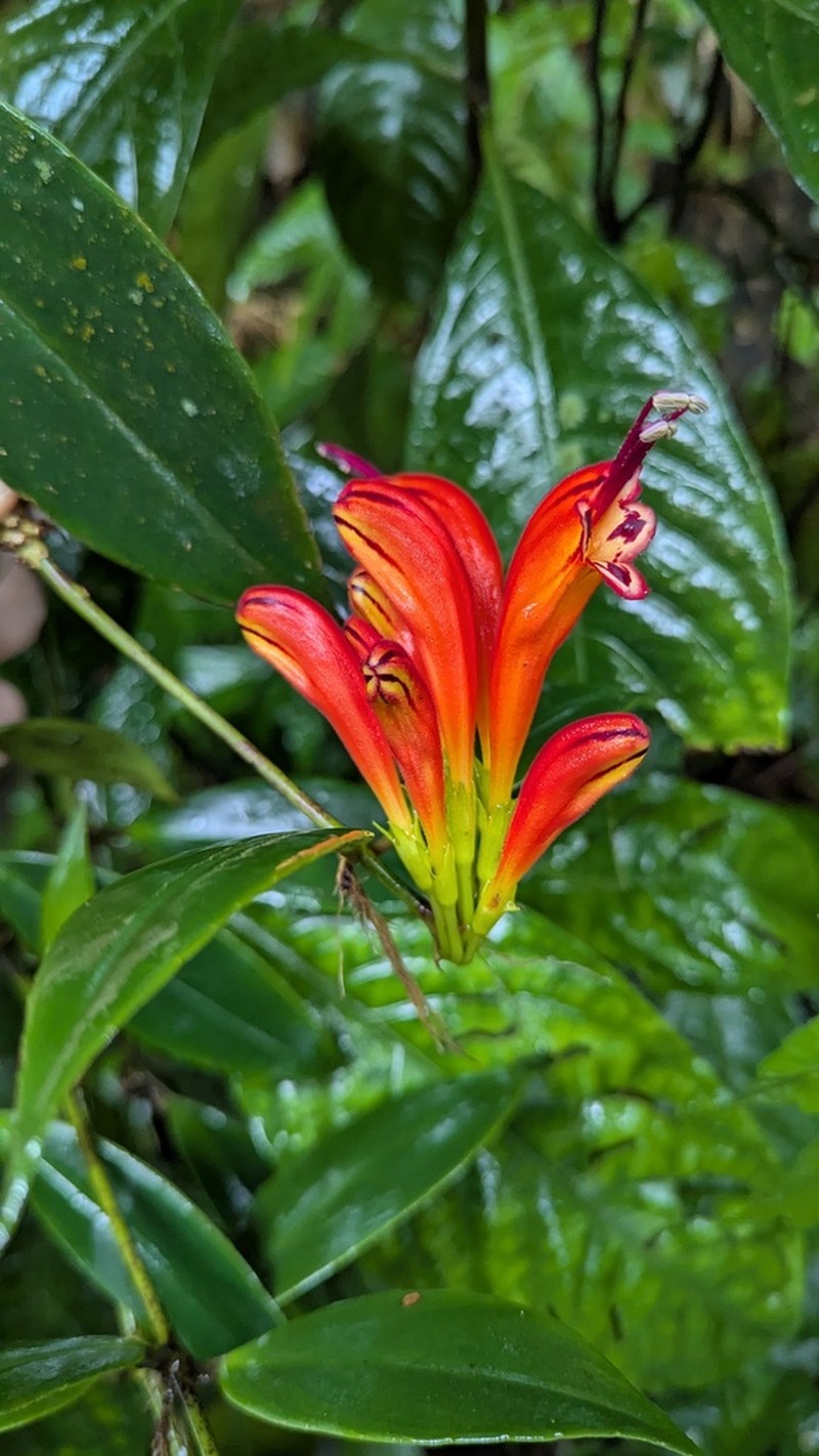 Aeschynanthus parasiticus photo 4