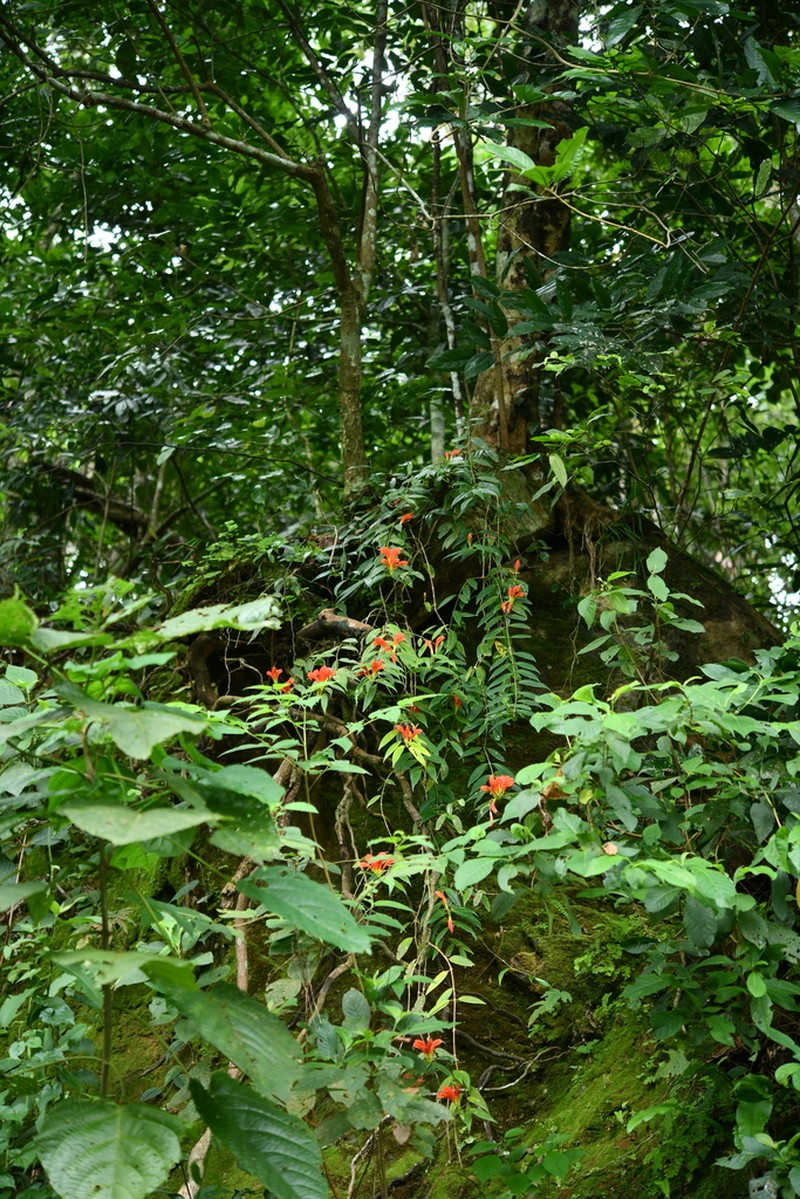 Aeschynanthus parasiticus photo 5