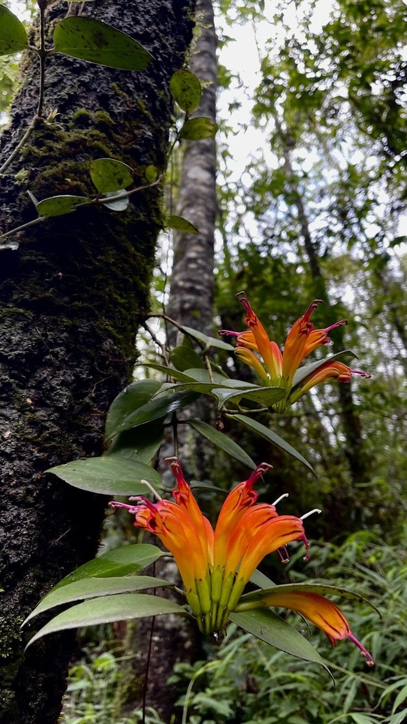 Aeschynanthus parasiticus photo 6