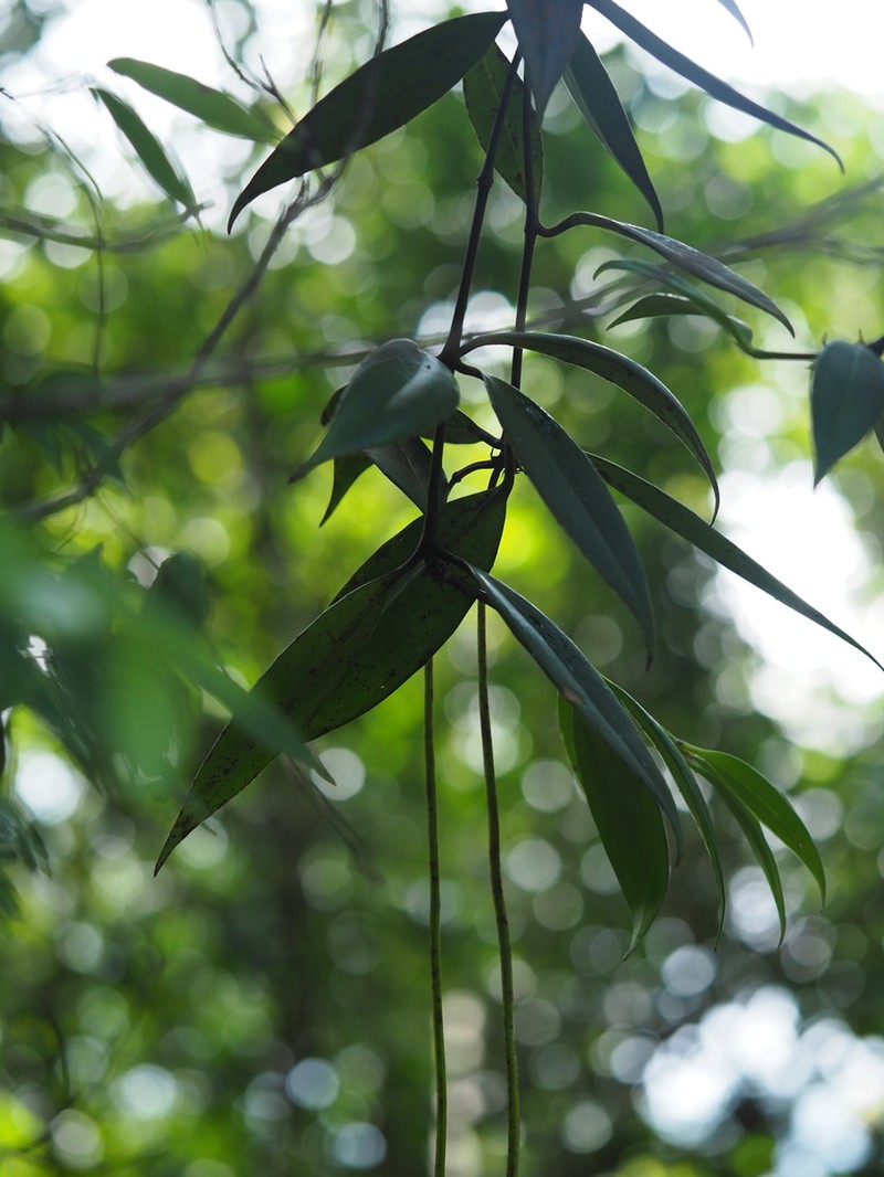 Aeschynanthus parasiticus photo 7