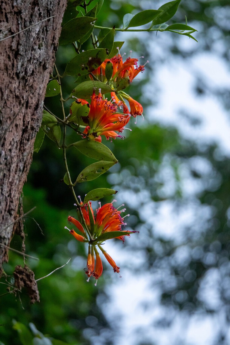 Aeschynanthus parasiticus photo 8