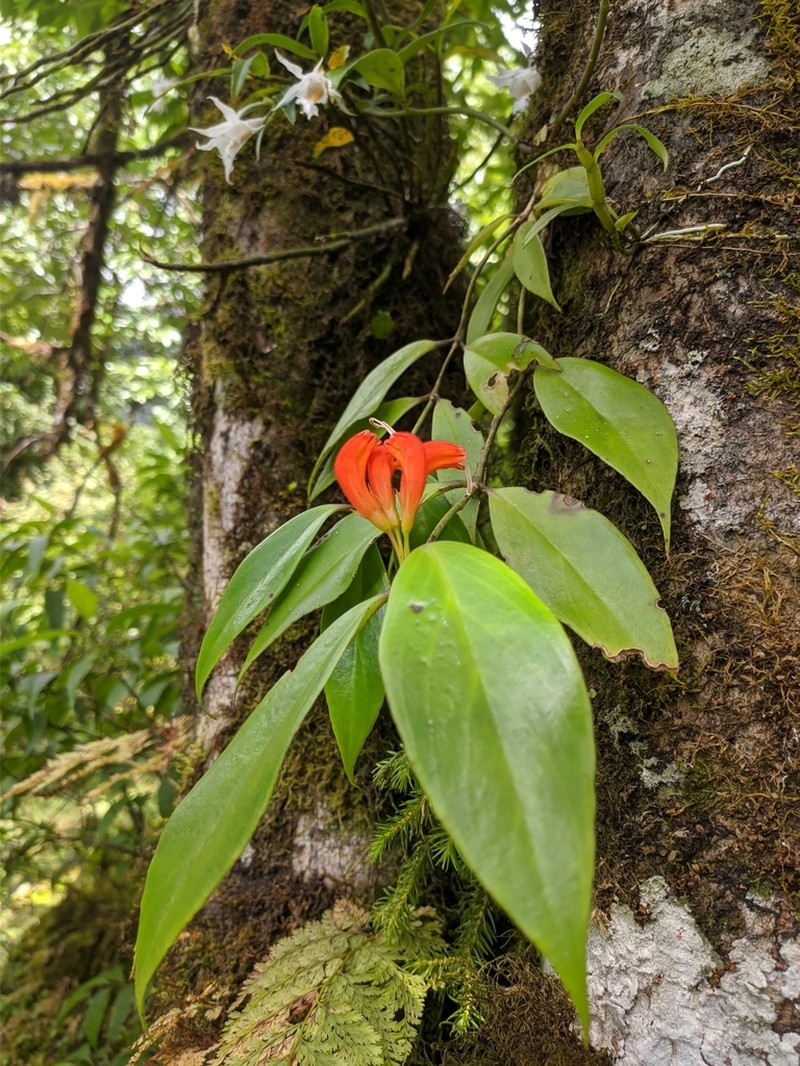 Aeschynanthus parviflorus