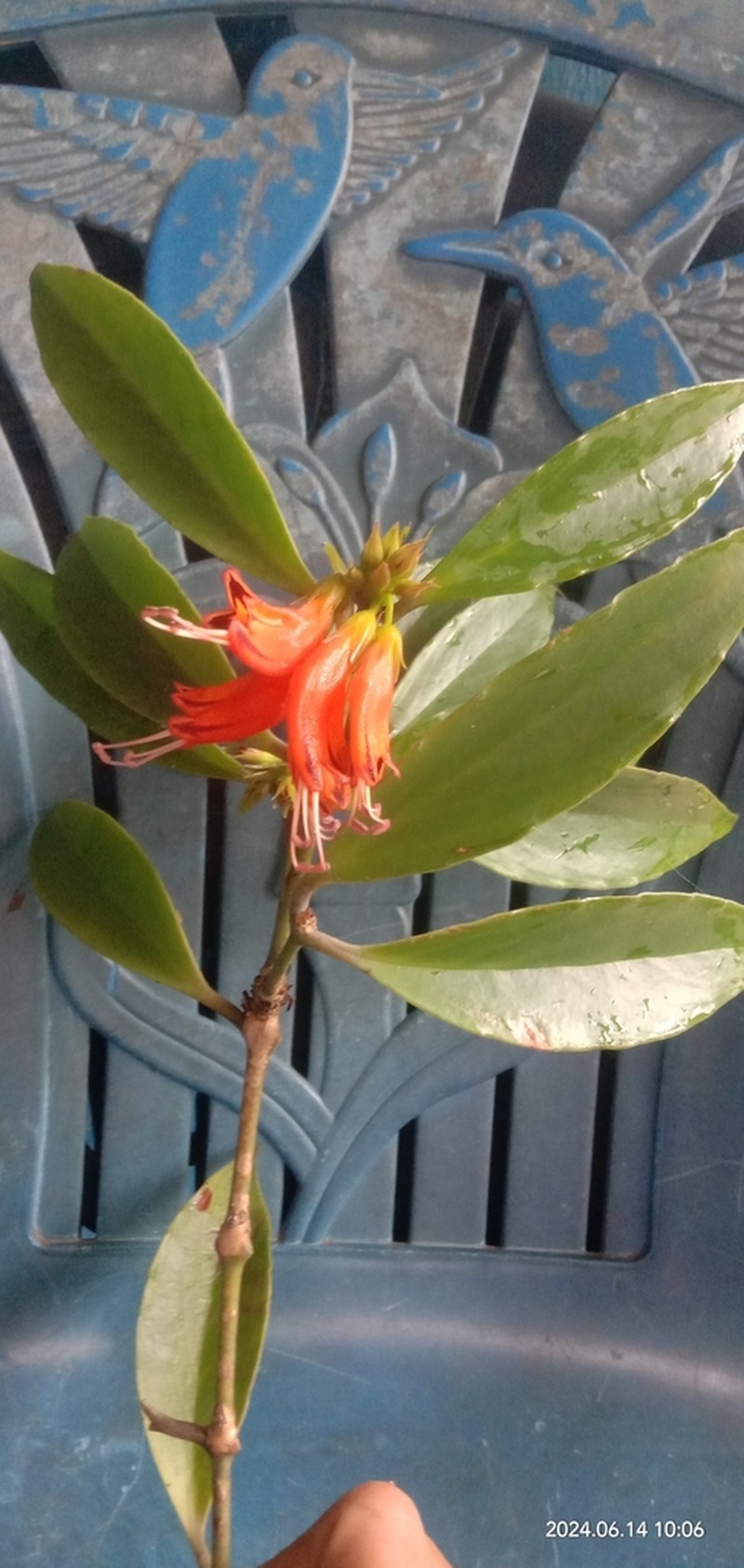 Aeschynanthus parviflorus photo 2