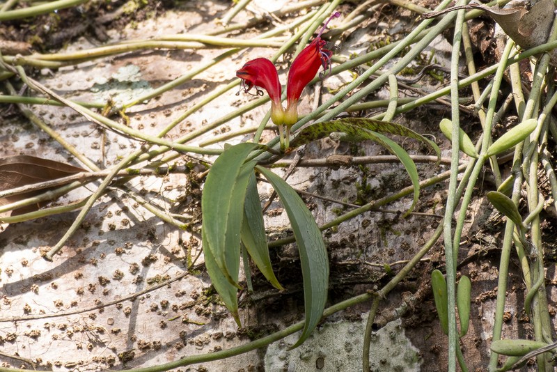Aeschynanthus parviflorus photo 3
