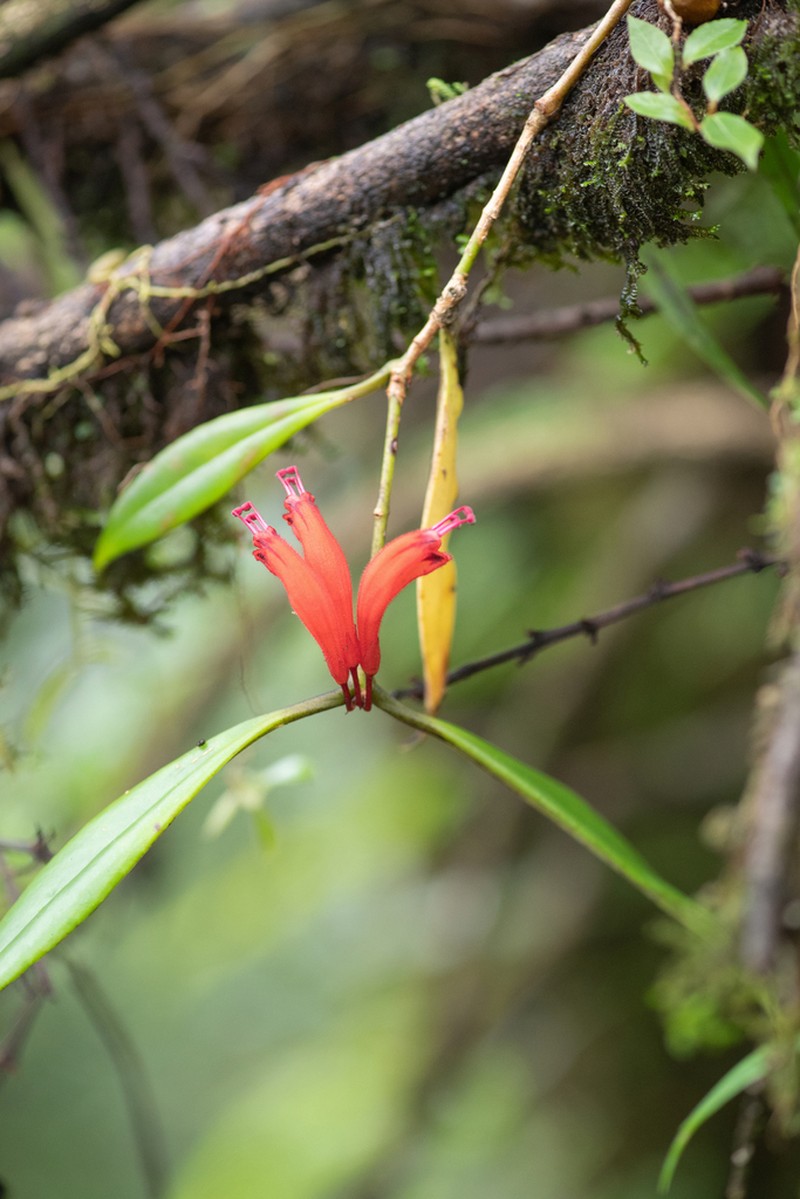 Aeschynanthus parviflorus photo 4