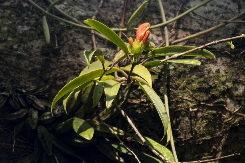 Aeschynanthus parviflorus photo 5