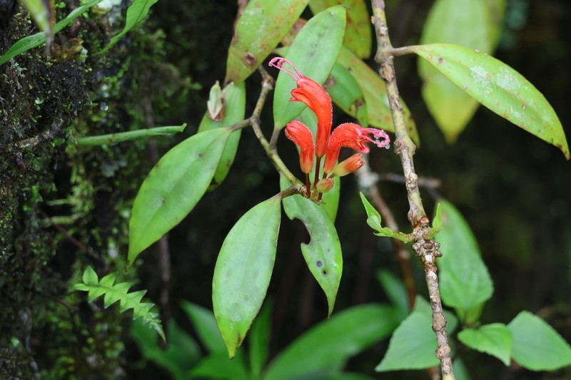 Aeschynanthus parviflorus photo 6