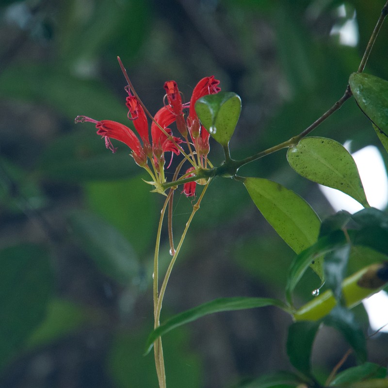 Aeschynanthus parviflorus photo 7