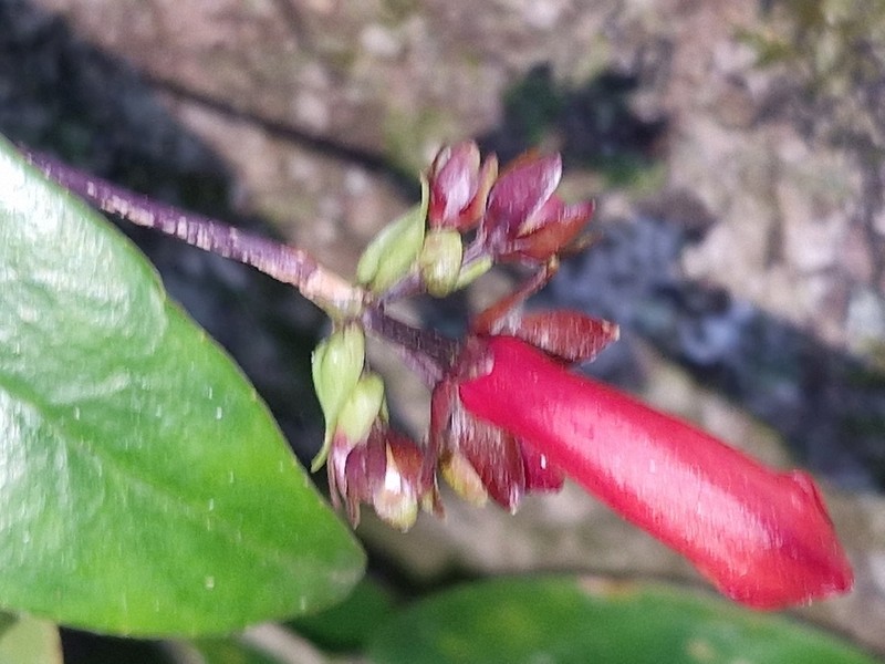 Aeschynanthus pedunculatus