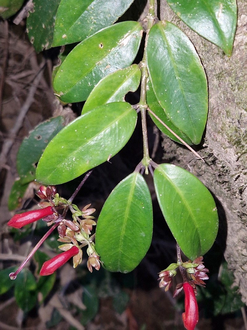 Aeschynanthus pedunculatus photo 2