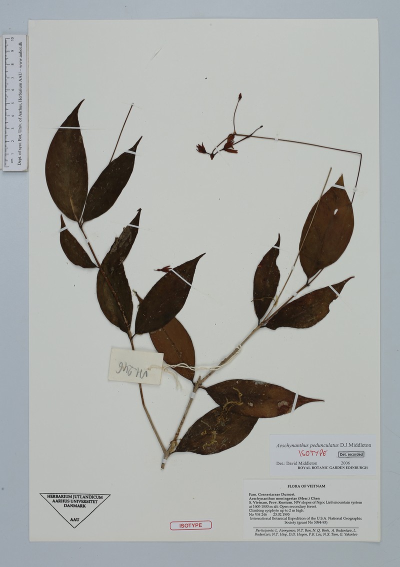Aeschynanthus pedunculatus photo 3