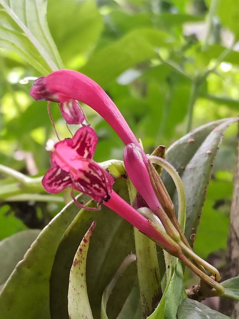 Aeschynanthus perrottetii