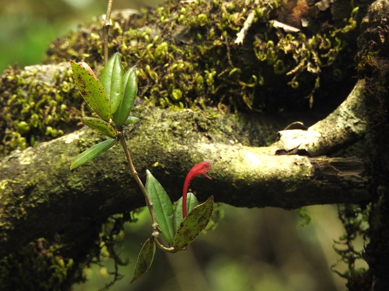 Aeschynanthus perrottetii photo 2