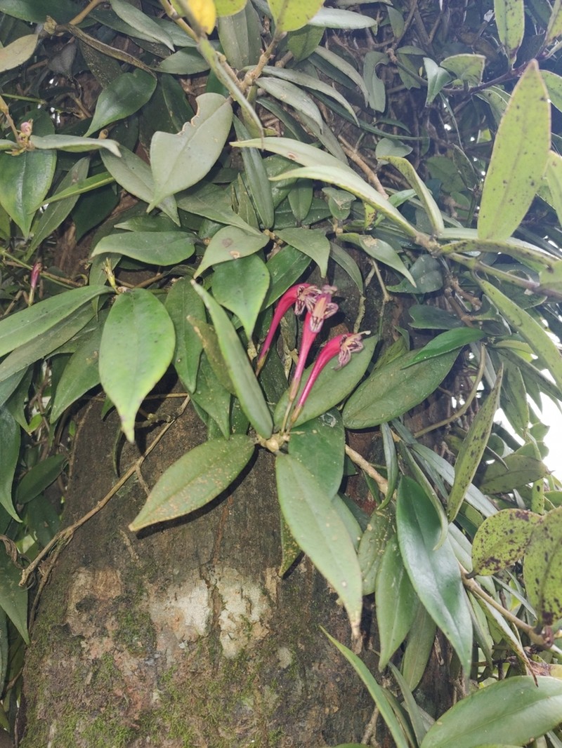 Aeschynanthus perrottetii photo 3