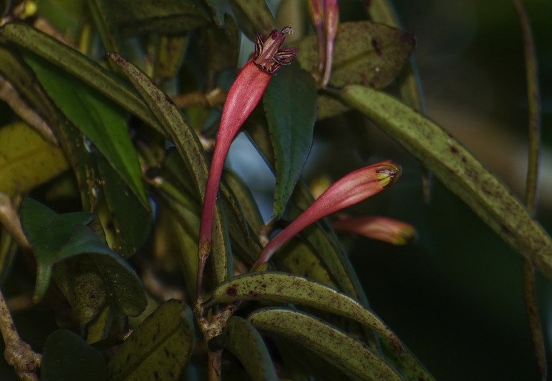 Aeschynanthus perrottetii photo 4