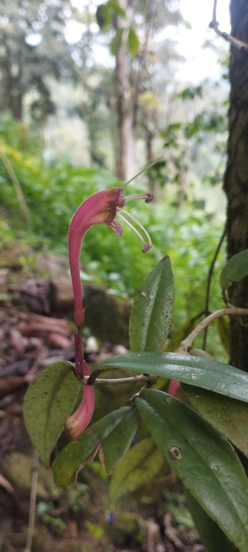 Aeschynanthus perrottetii photo 5