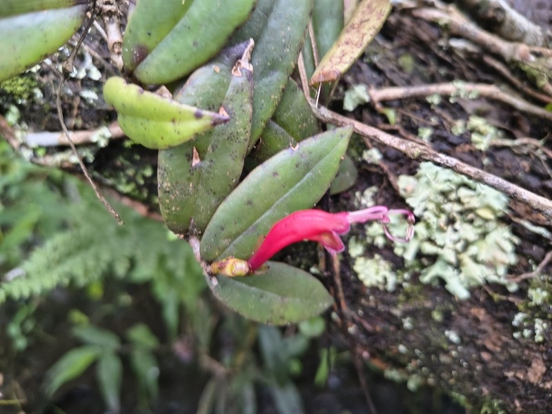 Aeschynanthus perrottetii photo 6