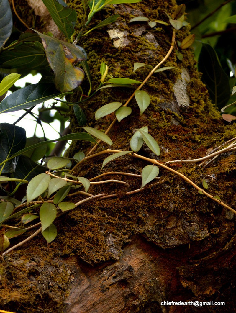Aeschynanthus perrottetii photo 7